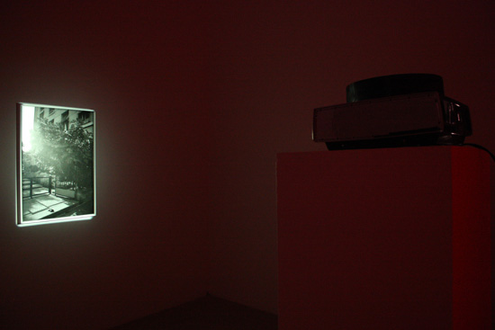 moth_1