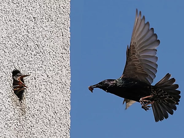 HA+ Wie ein Schweizer Käse: Vögel hacken Löcher in Wohnhäuser